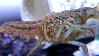 marbled crayfish