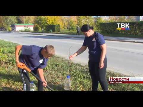 Липы высадили волонтеры вдоль Комсомольской улицы Искитима Липы высадили волонтеры вдоль Комсомольской улицы Искитима