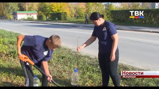Липы высадили волонтеры вдоль Комсомольской улицы Искитима
