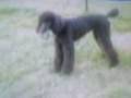 Puppies playing Puppies playing