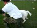 Dog Gets Revenge on Michael Vick Thumbnail