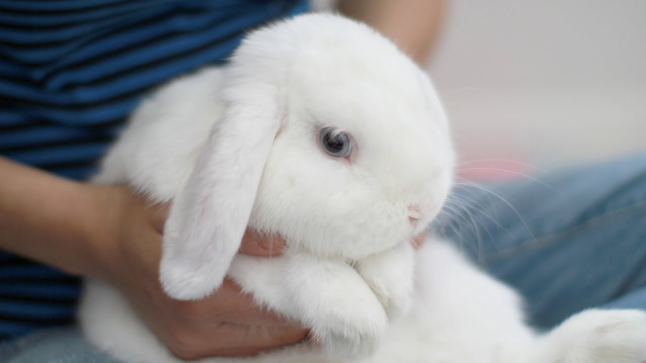 The Cutest Bunny Ever! - YouTube