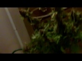 Headband and Purple Kush Harvest