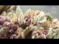 Headband and Purple Kush Harvest
