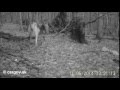Vlk drav - Canis lupus