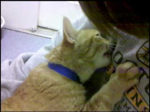 Sammy the Breastfeeding Cat - YouTube