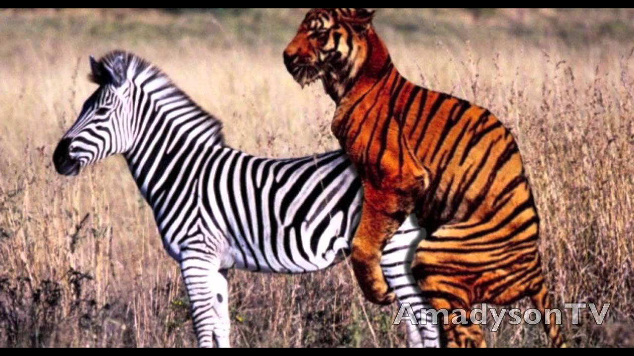 Zebra and Tiger Hybrid - YouTube