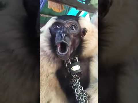 Funny monkey