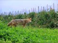 Conservation Farming and Sustainability