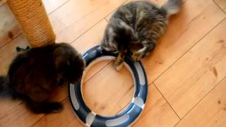 Mrs Jones & Mrs Miniver (Maine Coon) playing with their new toy.