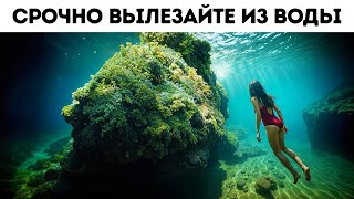 Вы не сможете уйти от этого хищника — и даже не заметите его приближения