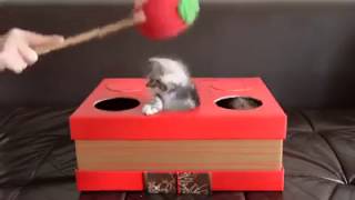 Kitten Whac-A-Mole