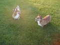 Look at Corgi go Look at Corgi go