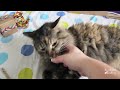 BudgetBunny: Floortime With The Rabbits & Guinea Pigs