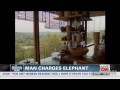 Man charges elephant, loses job