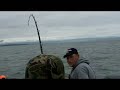 300 pound halibut landed on Alaska charter
