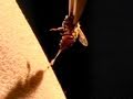 Bee Therapy