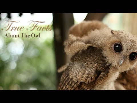 True Facts About The Owl