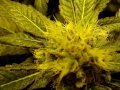 WeeK5UpdateOnMy5X5 medical marijuana grow tent