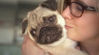 Facts That Prove Pugs Are The Best Dogs Ever