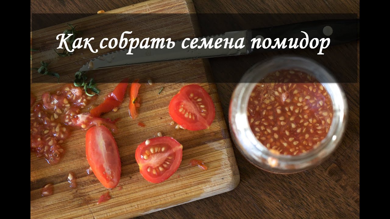 Как правильно вырастить рассаду помидоров в домашних 8 Как правильно вырастить рассаду помидоров в домашних 37