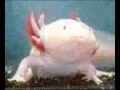Radiohead's Weird Fishes / Arpeggi on Rytmik for Nintendo DSi by Apslac
