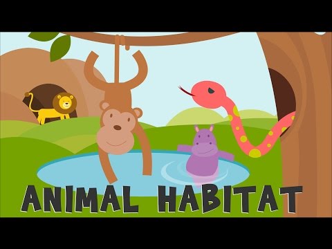 'Animal Habitats | Animal Homes | Animals video for kids |' on ViewPure