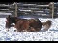 chevaux dans la neige  hiver 2009