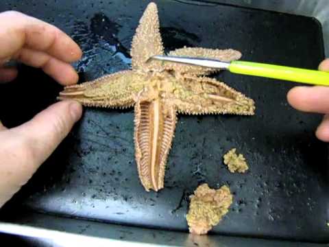 Sea Star Anatomy Part 2 - YouTube