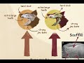 Dogs vs. Hyenas? Chew on this!