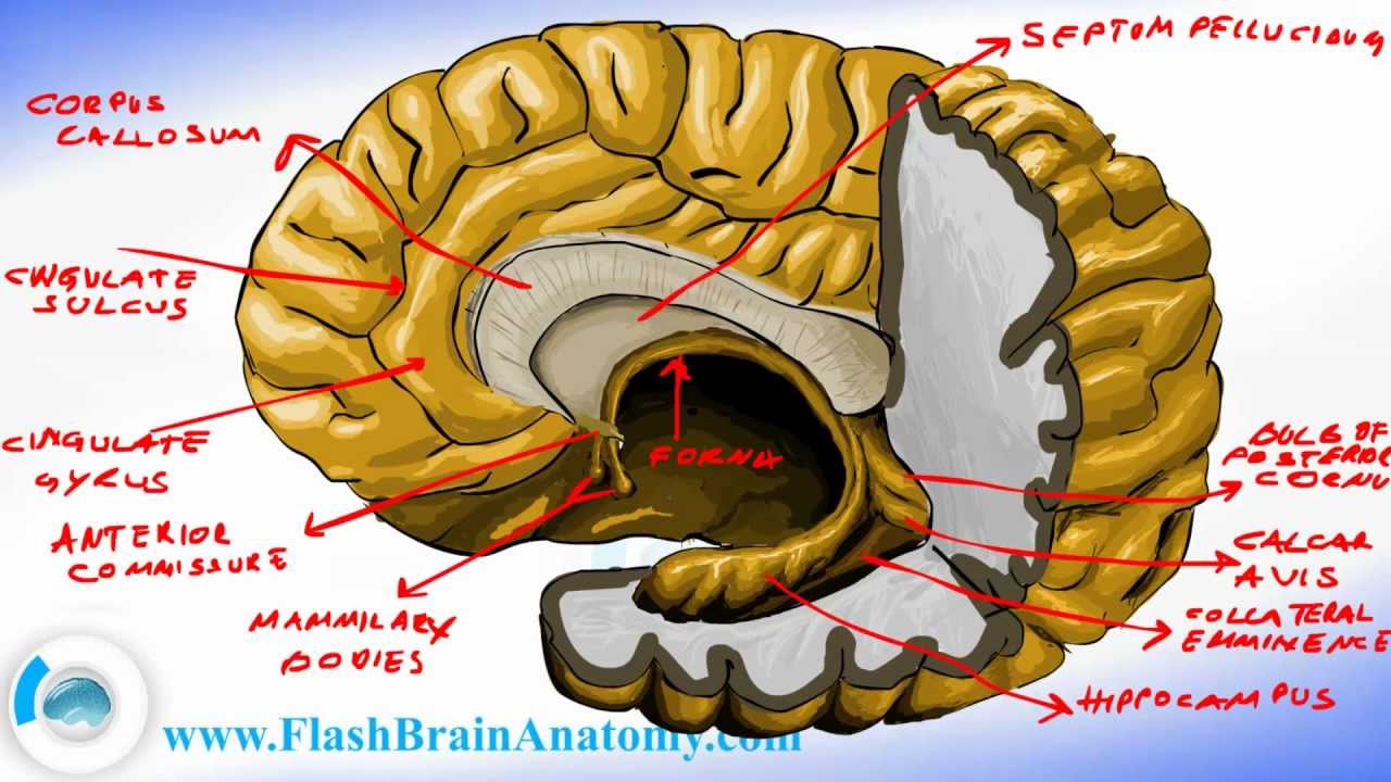 ventricles of the brain