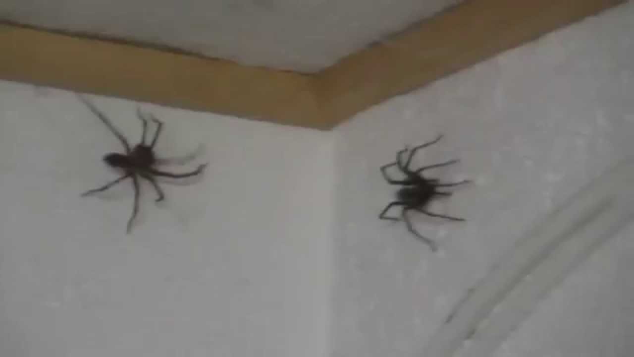 Spider attack in my office / 2 fette Spinnen im Büro - YouTube