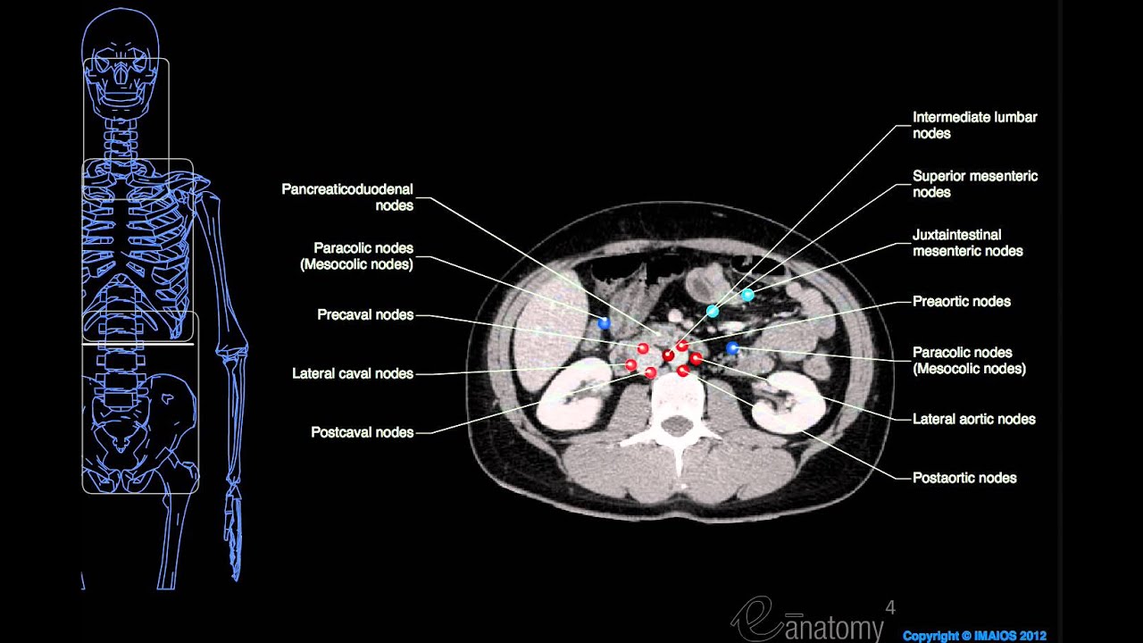 Anatomy Labeled (Lymph Node Spaces & Hepatic Segments) - YouTube