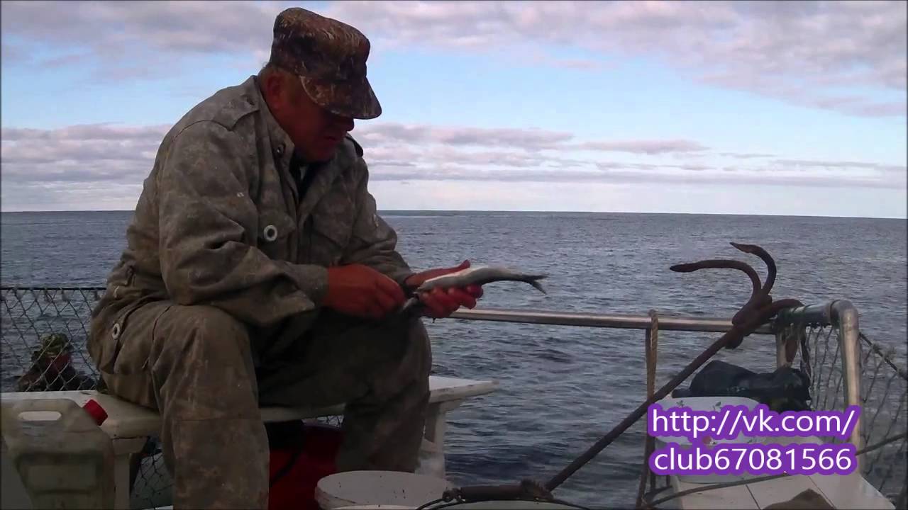 ловля сига на белом море видео ловля сига на белом море видео