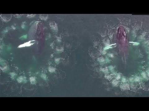 Drone discovery: humpback whales create "bubble cages" to trap prey