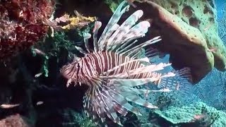 Venomous Lionfish in the Atlantic Venomous Lionfish in the Atlantic