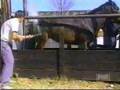 Horse Kick - Youtube