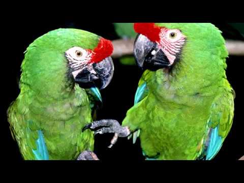Really funny birds! (HD1080p)