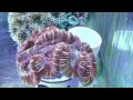 aerosoles coral reef Video Reviews