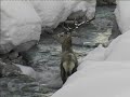 Salvataggio di un cervo a Pragelato Salvataggio di un cervo a Pragelato