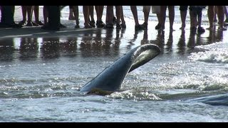 Potvis op het strand van Terschelling bij paal 26 www.terschellingfilm.nl