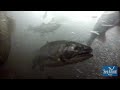 Coho Salmon in the Grand River (Grand Rapids, Michigan)