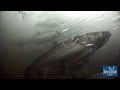 Coho Salmon in the Grand River (Grand Rapids, Michigan)