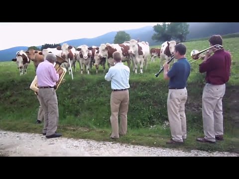 Relaxing music , unique and funny moments with animals