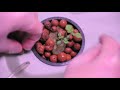 How to plant seedlings in a hydroponics system