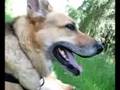 Three-Legged Jerry Dog Rambles On