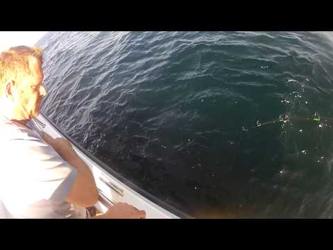 Double hook up of blue sharks