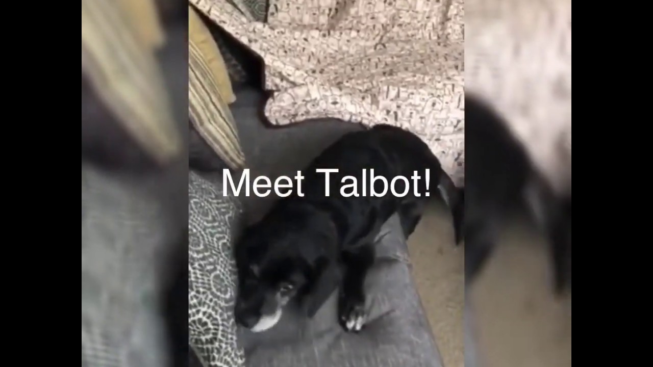 Talbot Hound Dogs