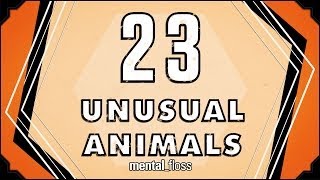 23 Unusual Animals - mental_floss on YouTube (Ep. 31)