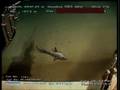 ROV video 2 creatures at depth